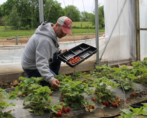 A veteran picks strawberries in a high tunnel.