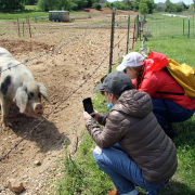 Two veterans crouch near a fence holding up their phones to take photos of a large spotted sow.