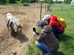 Two veterans crouch near a fence holding up their phones to take photos of a large spotted sow.