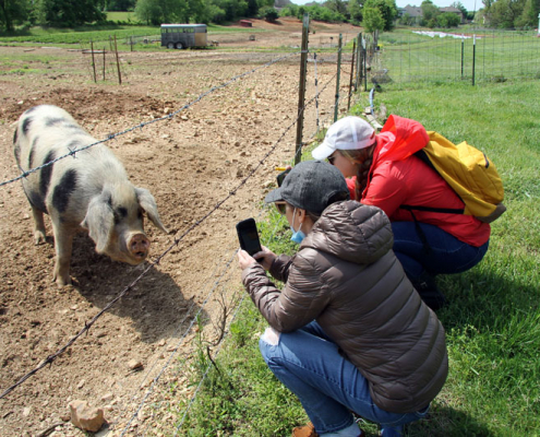 Two veterans crouch near a fence holding up their phones to take photos of a large spotted sow.