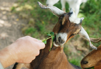 Goat eating