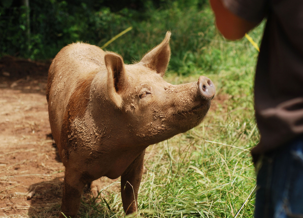 Smiling pig