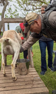 A veteran milks a goat.