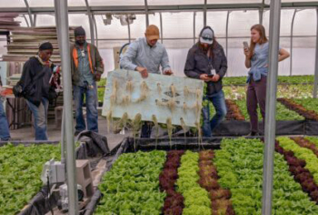 People in a high tunnel looking at plants growing.